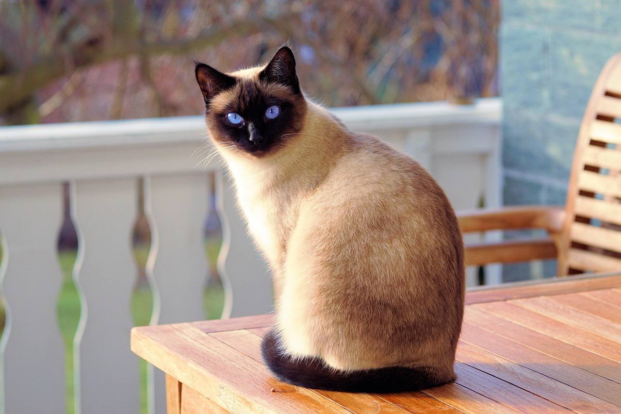 Opal the Cat
